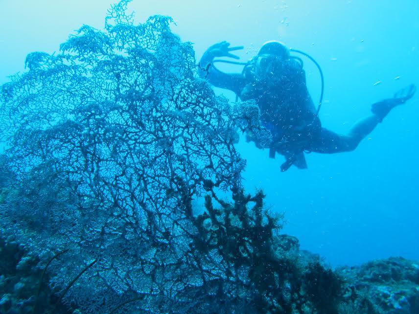 Anilao Scuba Dive Center Hotel Batangas Luaran gambar