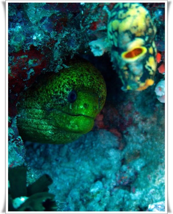 Anilao Scuba Dive Center Hotel Batangas Luaran gambar