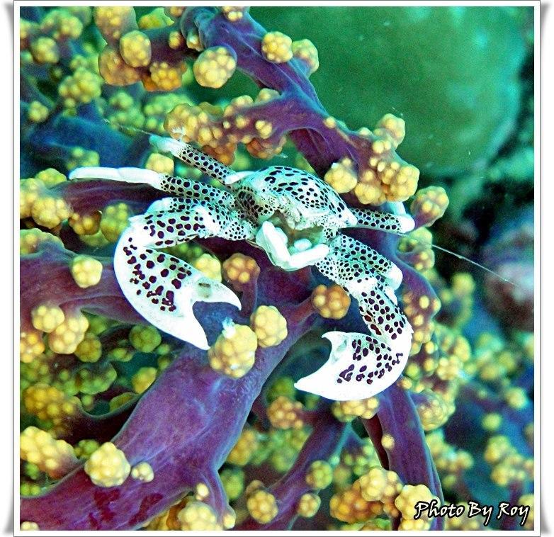 Anilao Scuba Dive Center Hotel Batangas Luaran gambar