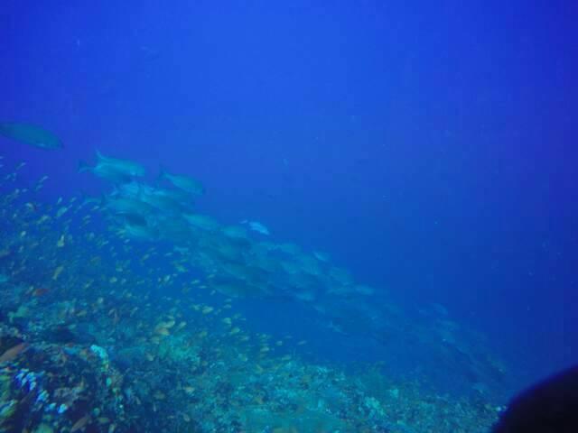 Anilao Scuba Dive Center Hotel Batangas Luaran gambar