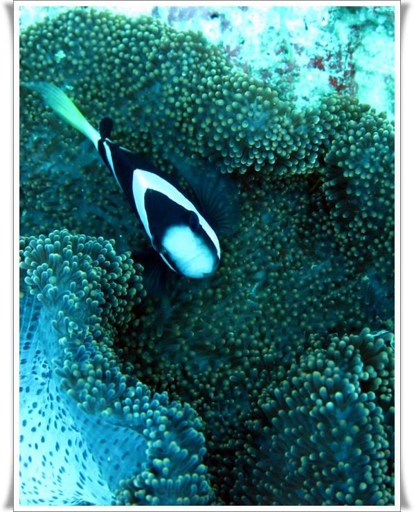 Anilao Scuba Dive Center Hotel Batangas Luaran gambar