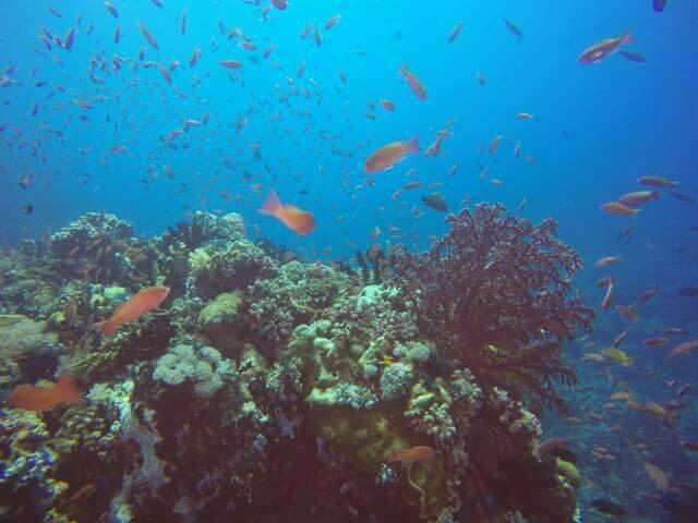 Anilao Scuba Dive Center Hotel Batangas Luaran gambar
