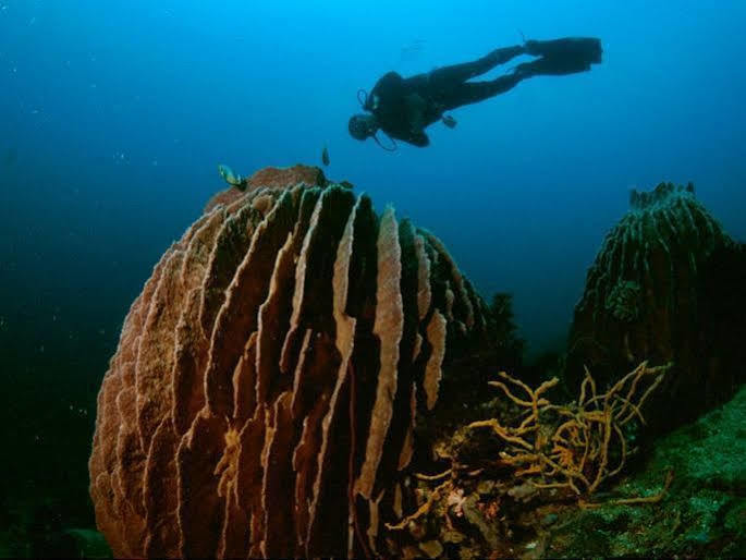 Anilao Scuba Dive Center Hotel Batangas Luaran gambar